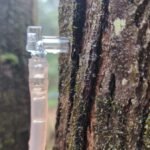 Close up of a maple sap spout inserted into a maple tree with sap dripping into attached tubing.