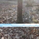 Maple sap droplets moving through a 5/16-inch blue lateral line stretched between maple trees.