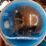 Transparent maple sap flowing through tubing into the blue vacuum releaser inside the sugar house.