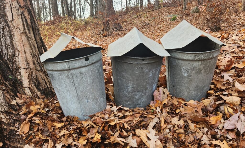 vintage metal maple sap buckets at the base of a maple tree surrounded by autumn leaves, showing the early sugaring methods once used at Dodge's Sugar Shack.